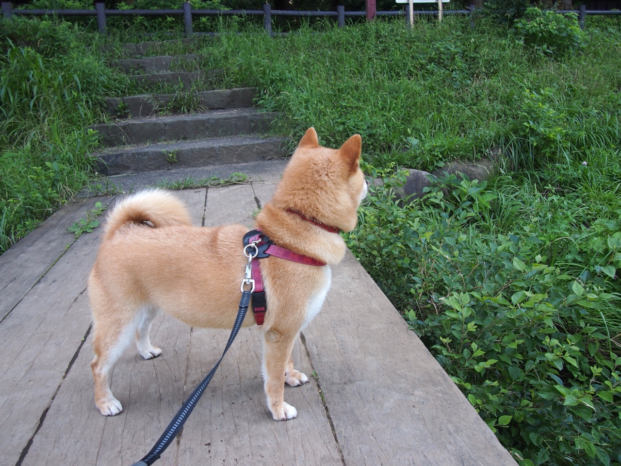 开云下载-蓝黑锋刃刺穿天蓝防线,劳塔罗一锤定音,亚特兰大导演战术完胜